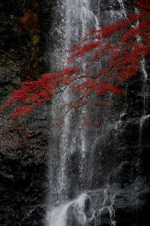 箕面の滝2